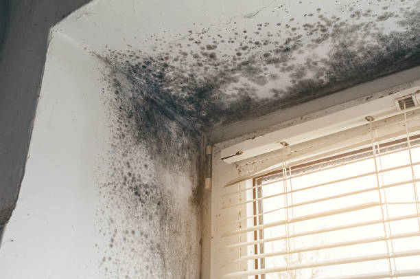Affordable Mold Inspection And Testing solutions in Lakehurst, NJ